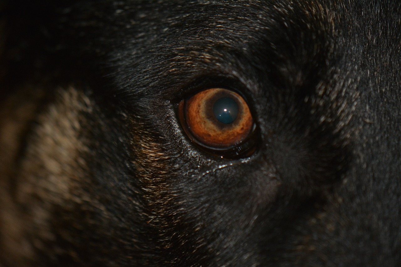 eye dog eye brown dog eye free photo