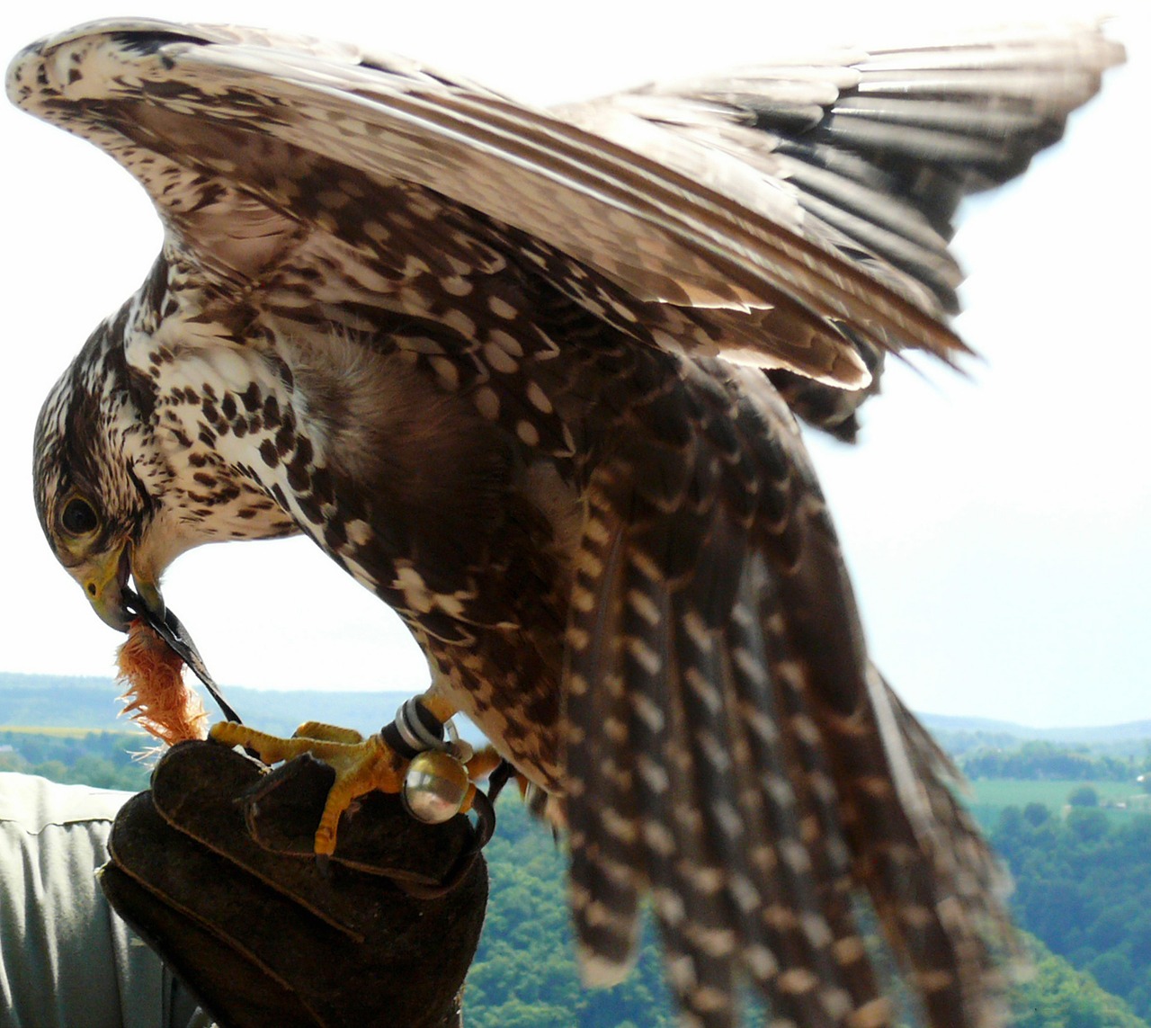 eye falcon falkner free photo