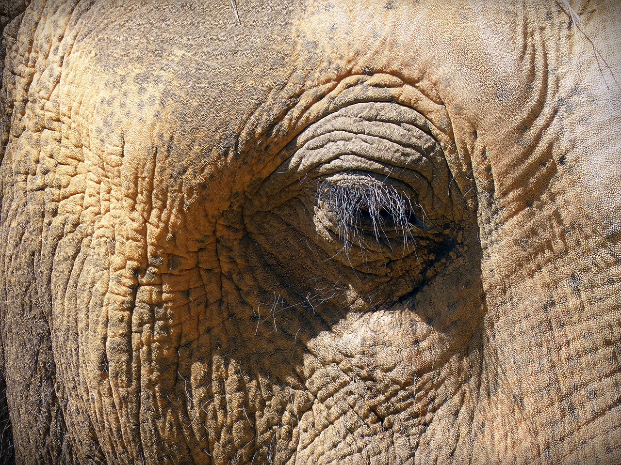 eye elephant eye skin free photo