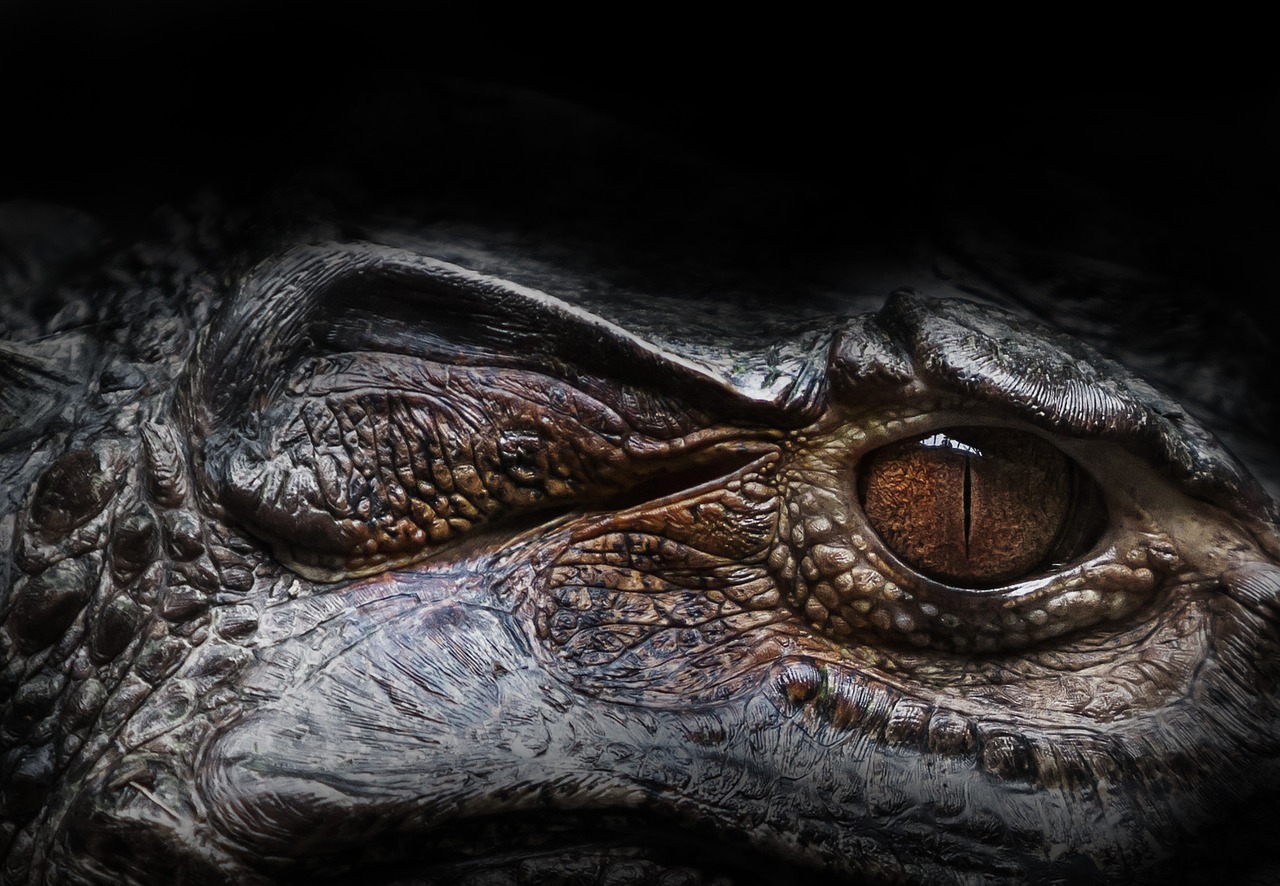 eye alligator reptile free photo