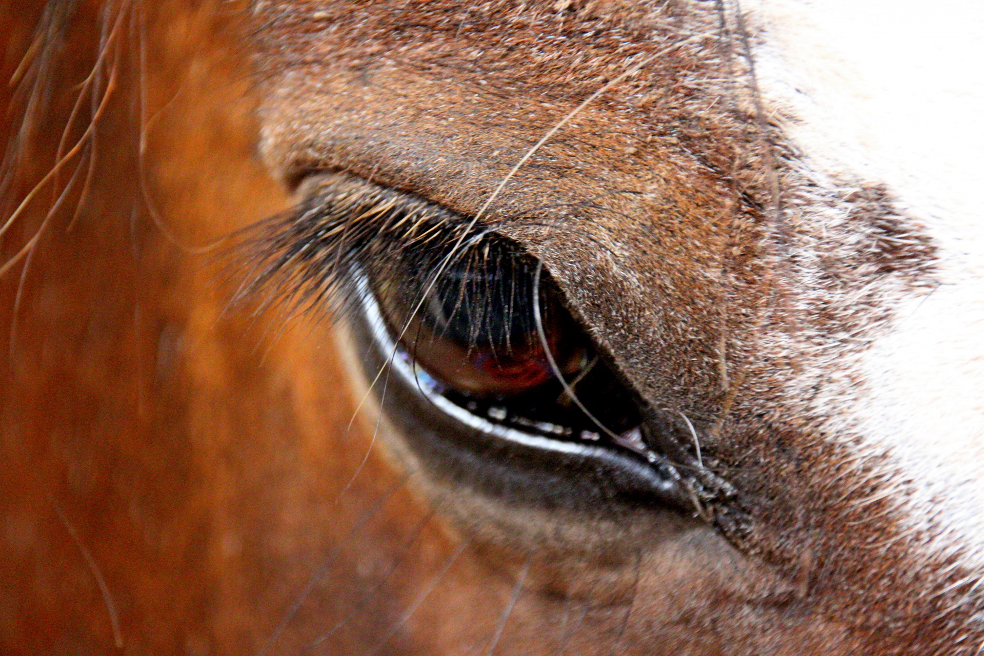 heavy horse eye nature free photo