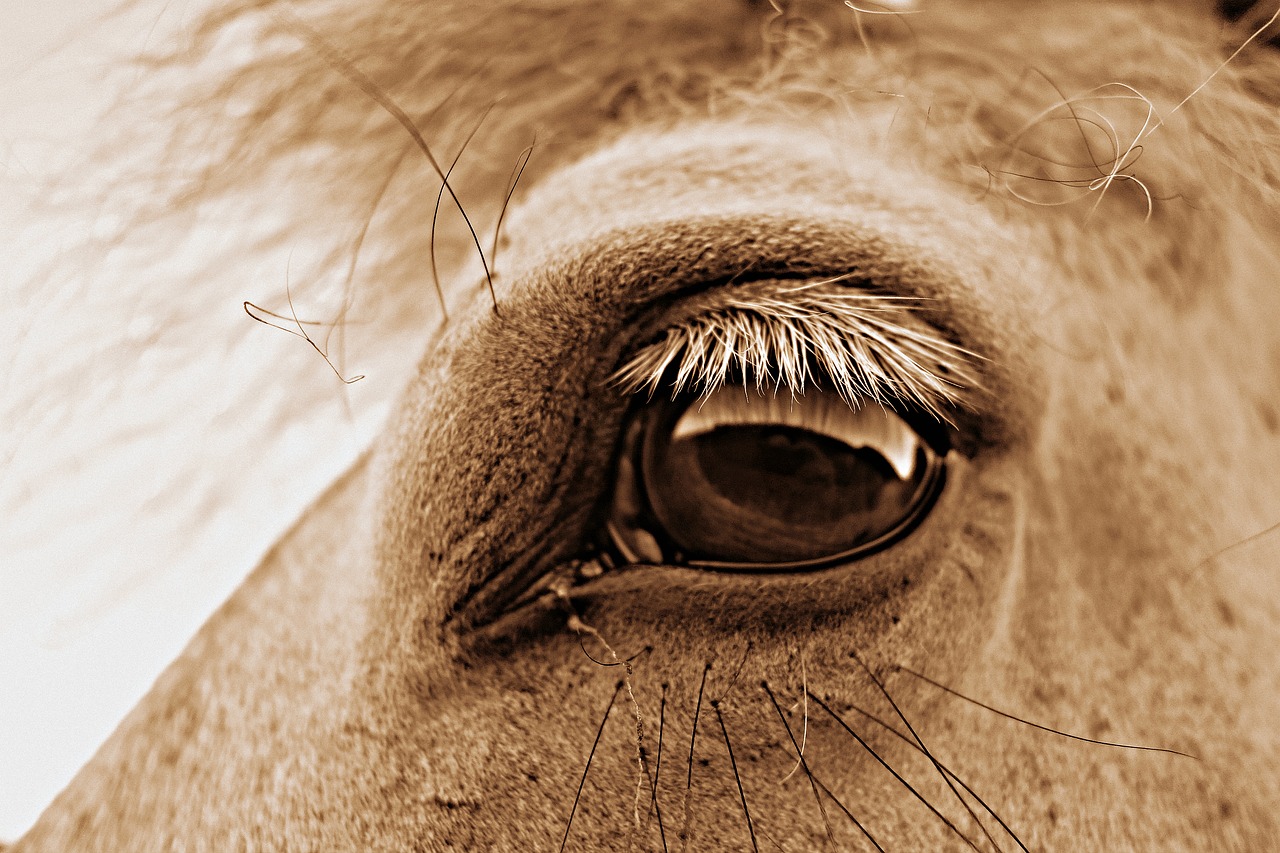 eye horse eye head free photo