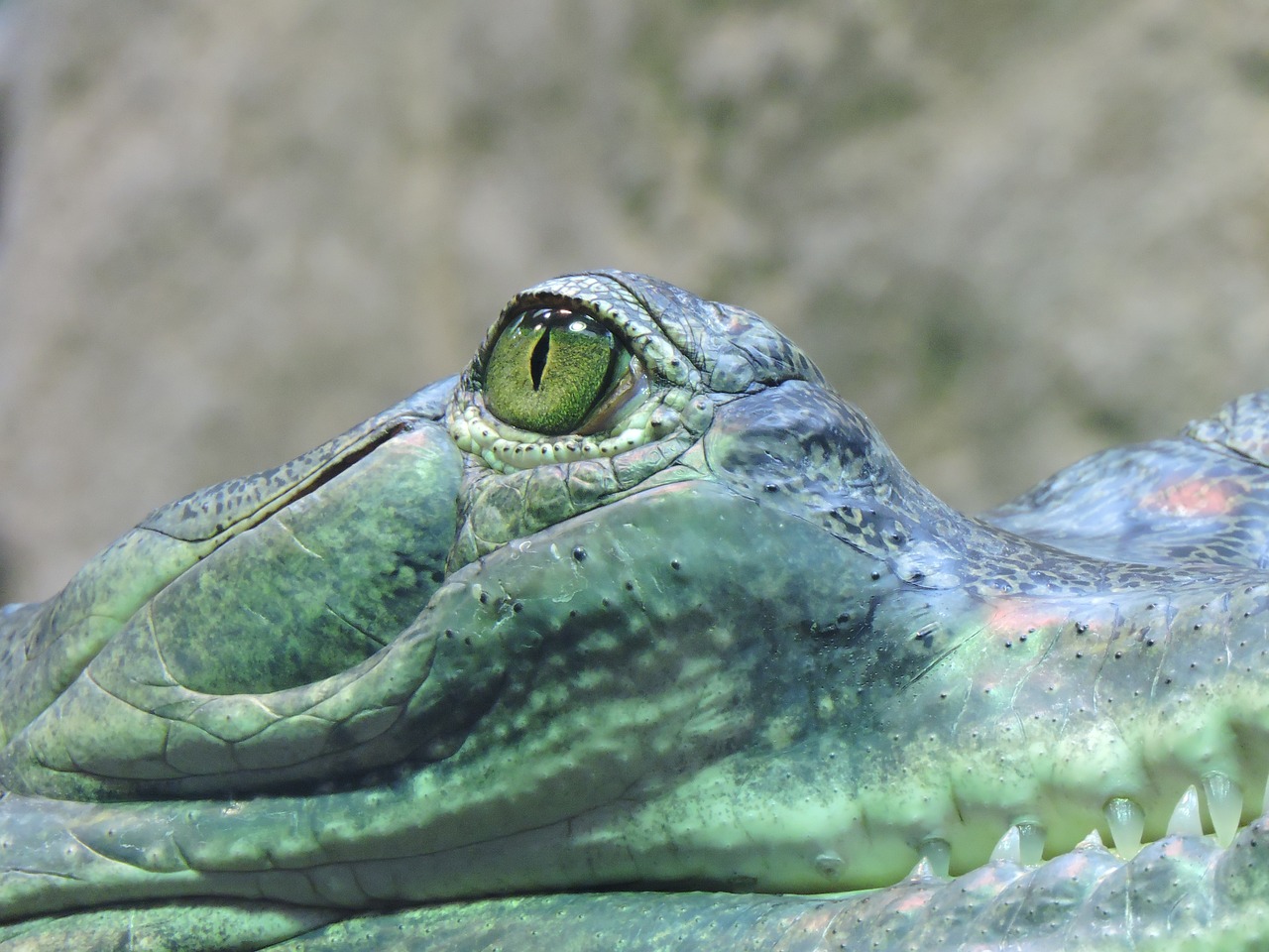 eye crocodile hunter free photo