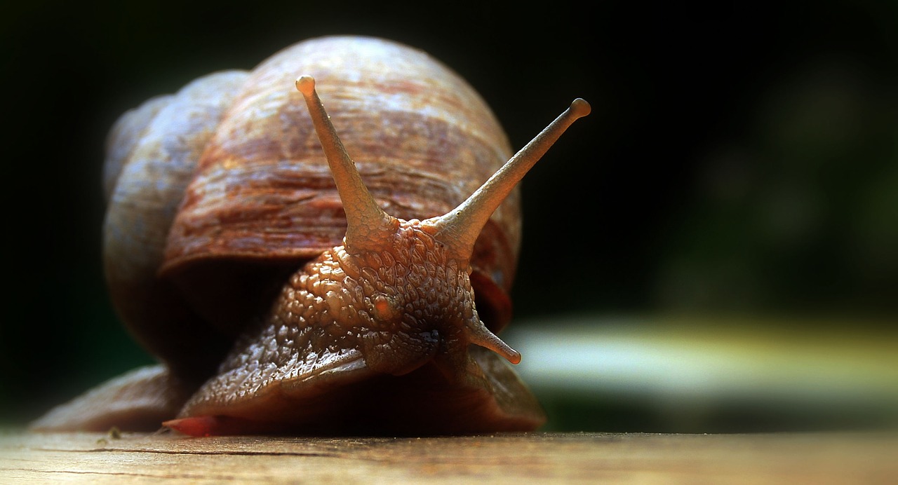 eye snail slowly free photo