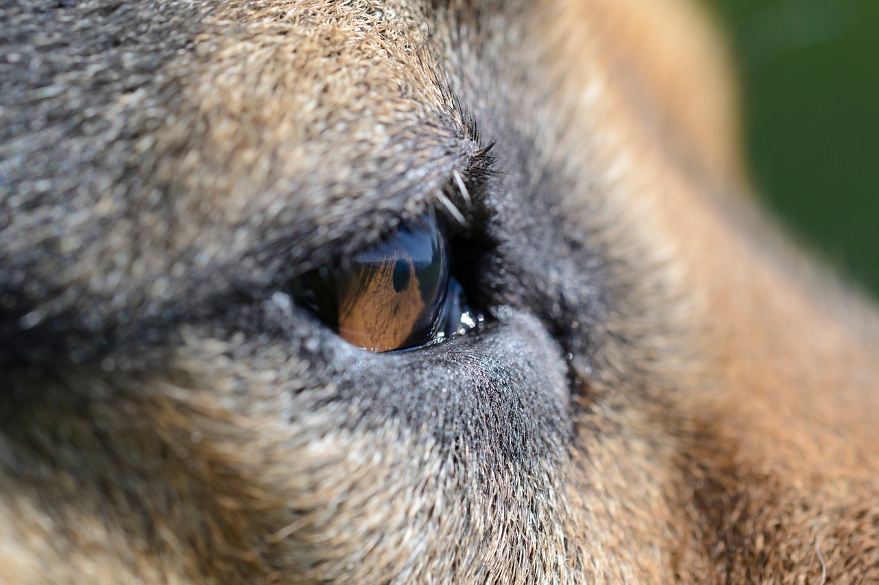 eye dog animal free photo