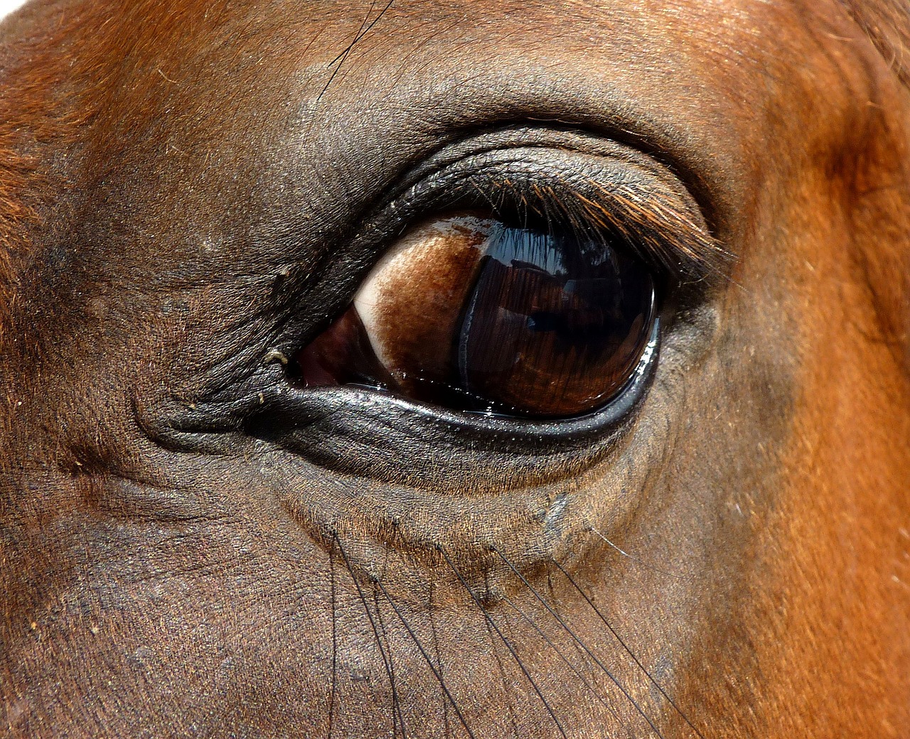 eye horse close up free photo