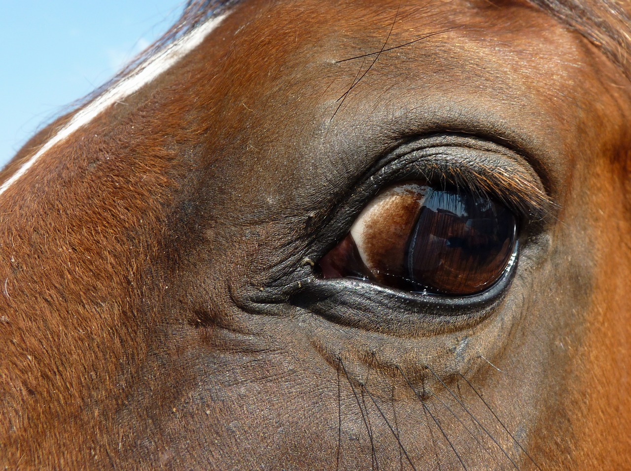 eye horse œil free photo