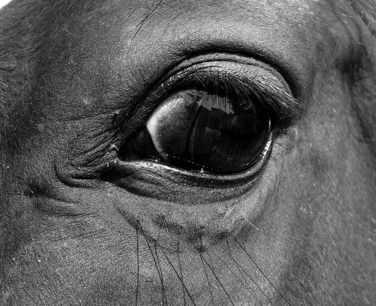 Eye,horse,close up,œil,eyelashes - free image from needpix.com