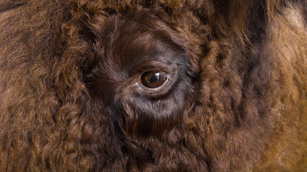 eye bison fur free photo