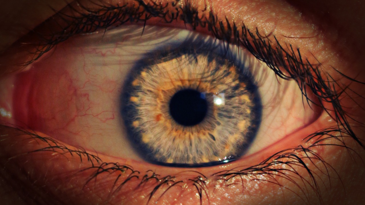 eye fear iris free photo