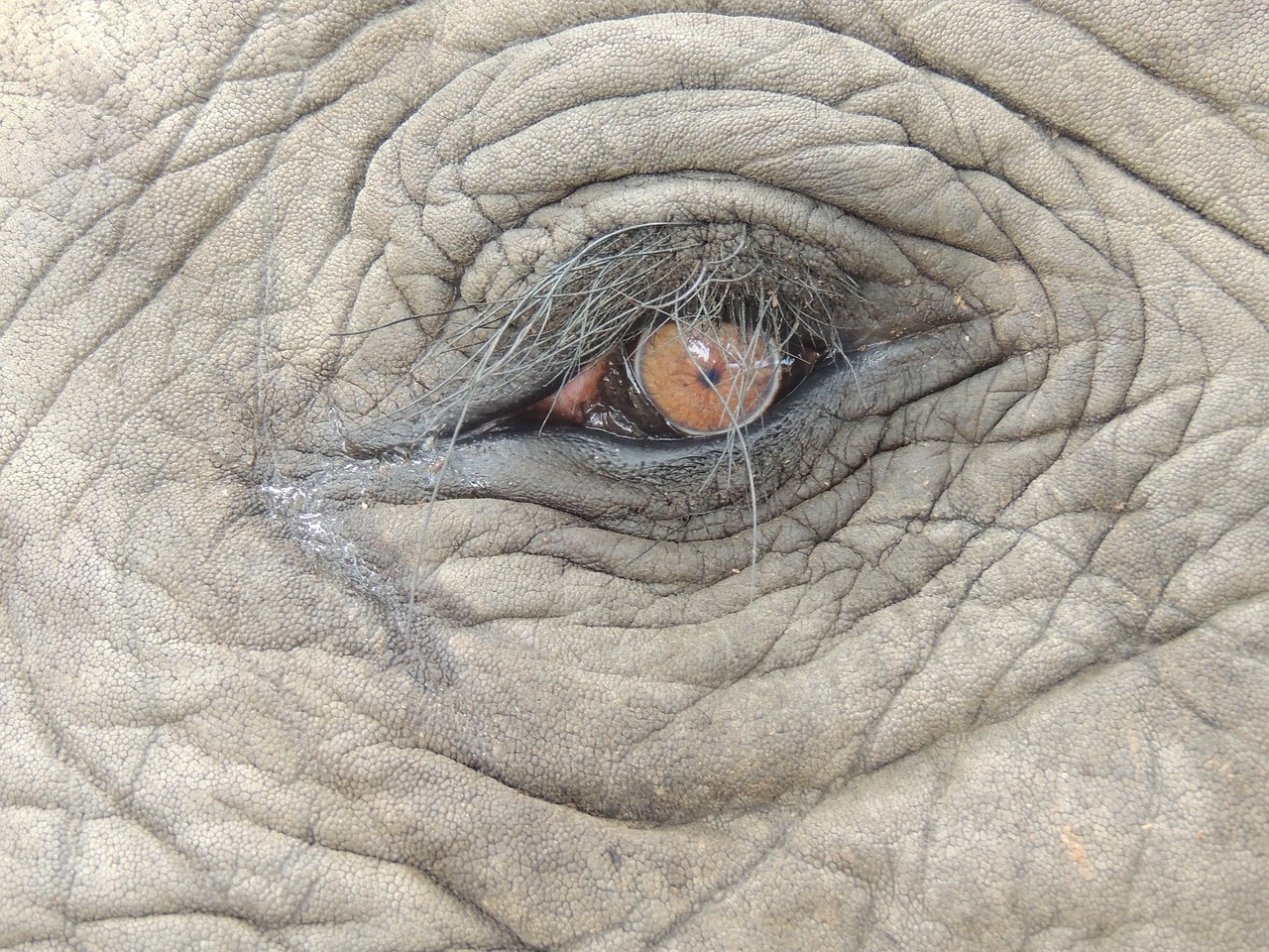 eye africa pachyderm free photo
