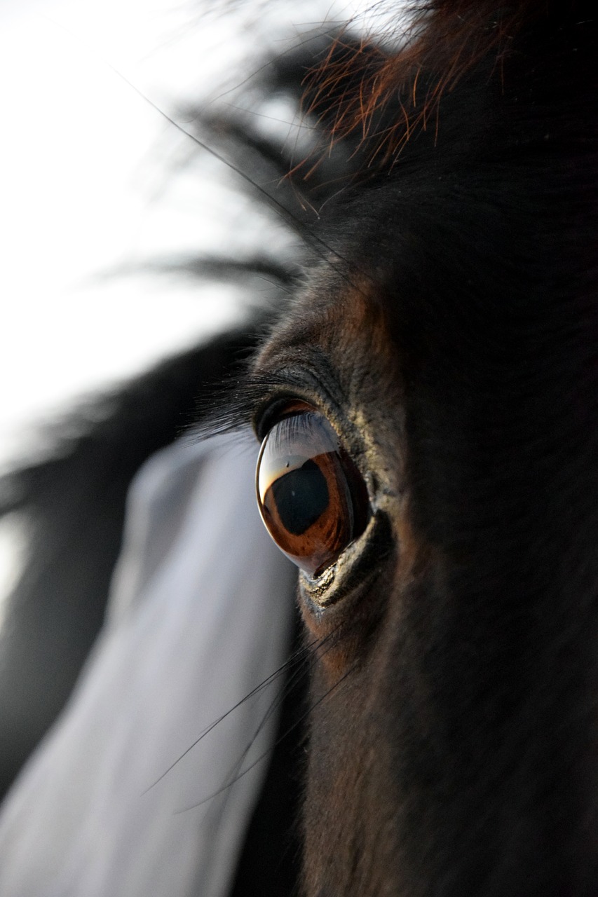 eye horse black free photo