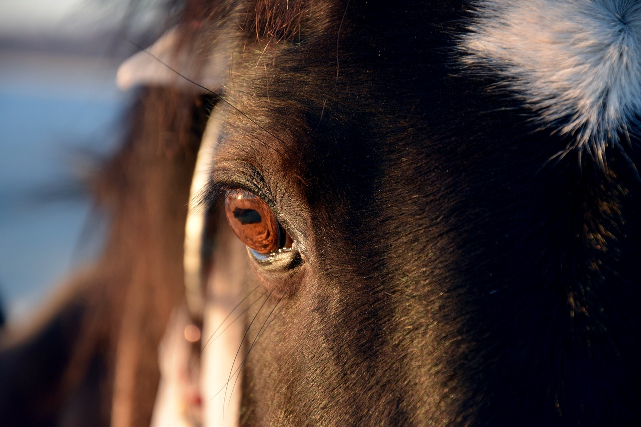 eye horse portrait free photo