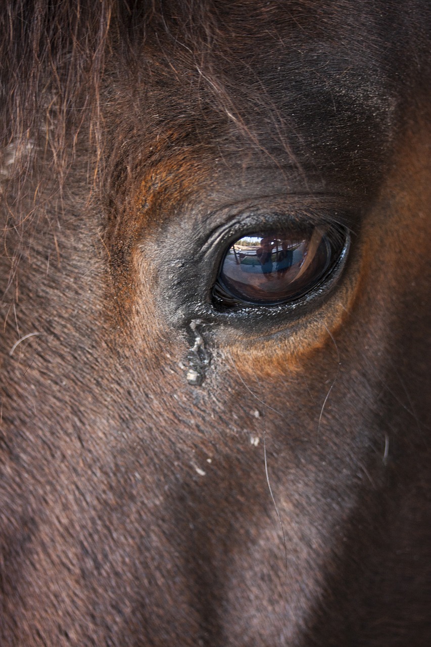 eye horse animal free photo