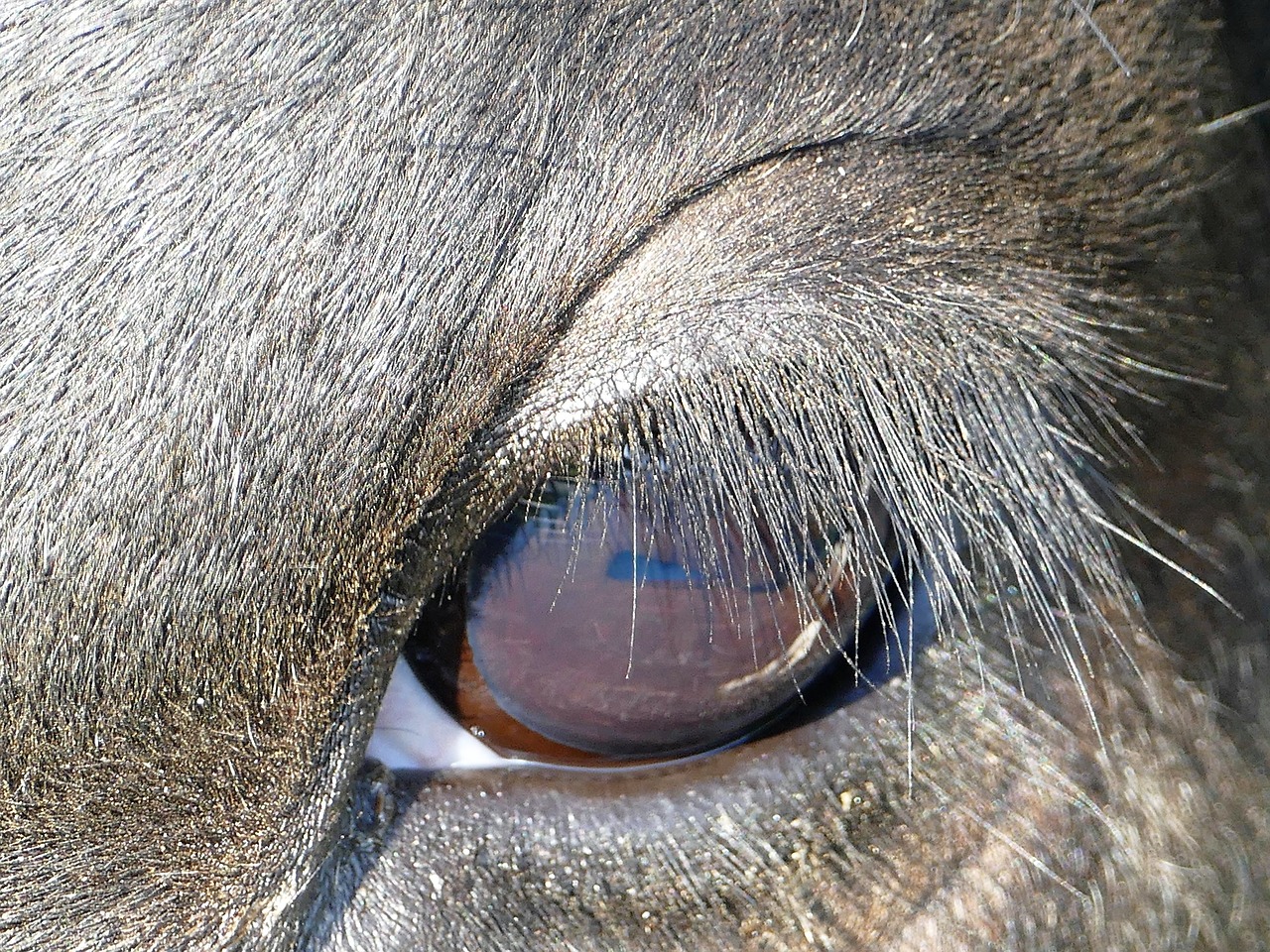 eye cow eyelashes free photo