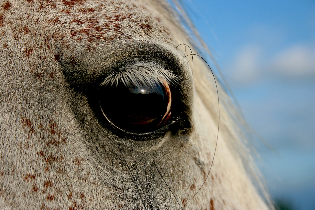 eye horse mold free photo