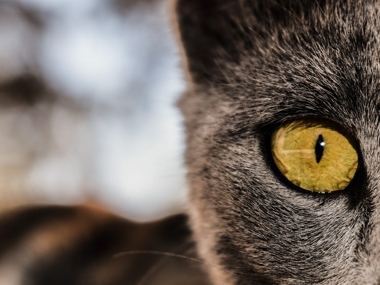 eye cat feline free photo