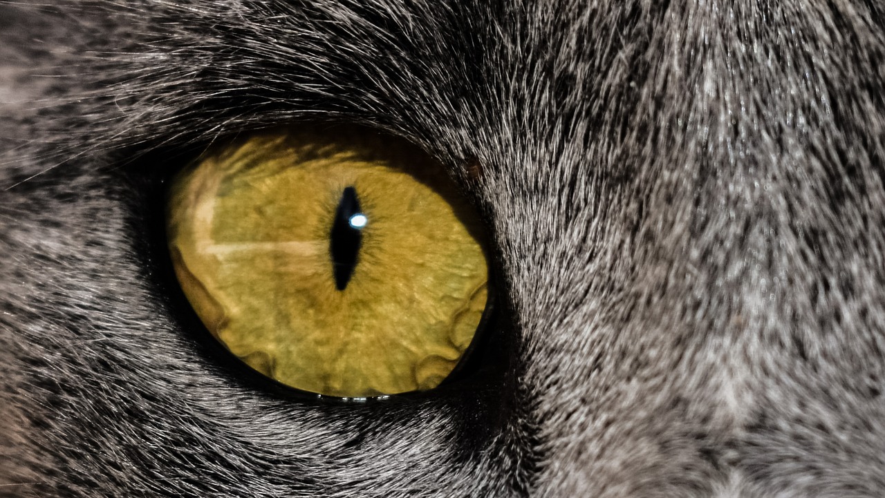 eye cat close up free photo