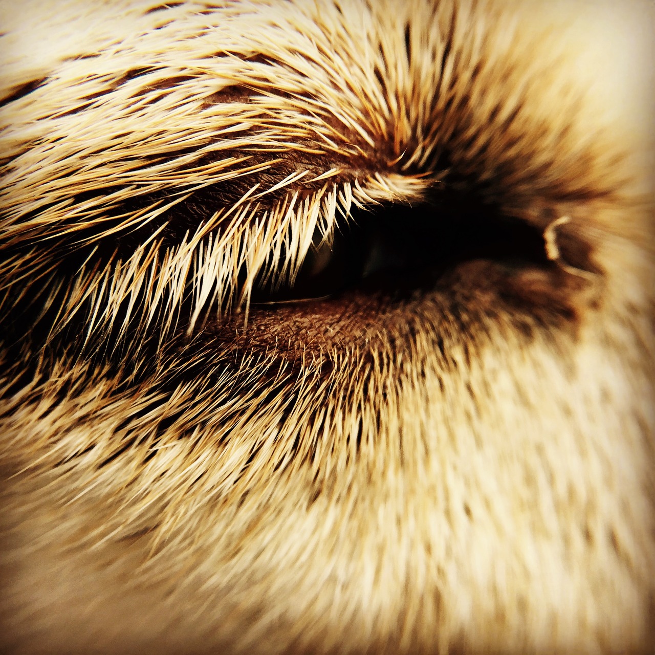 eye dog close free photo