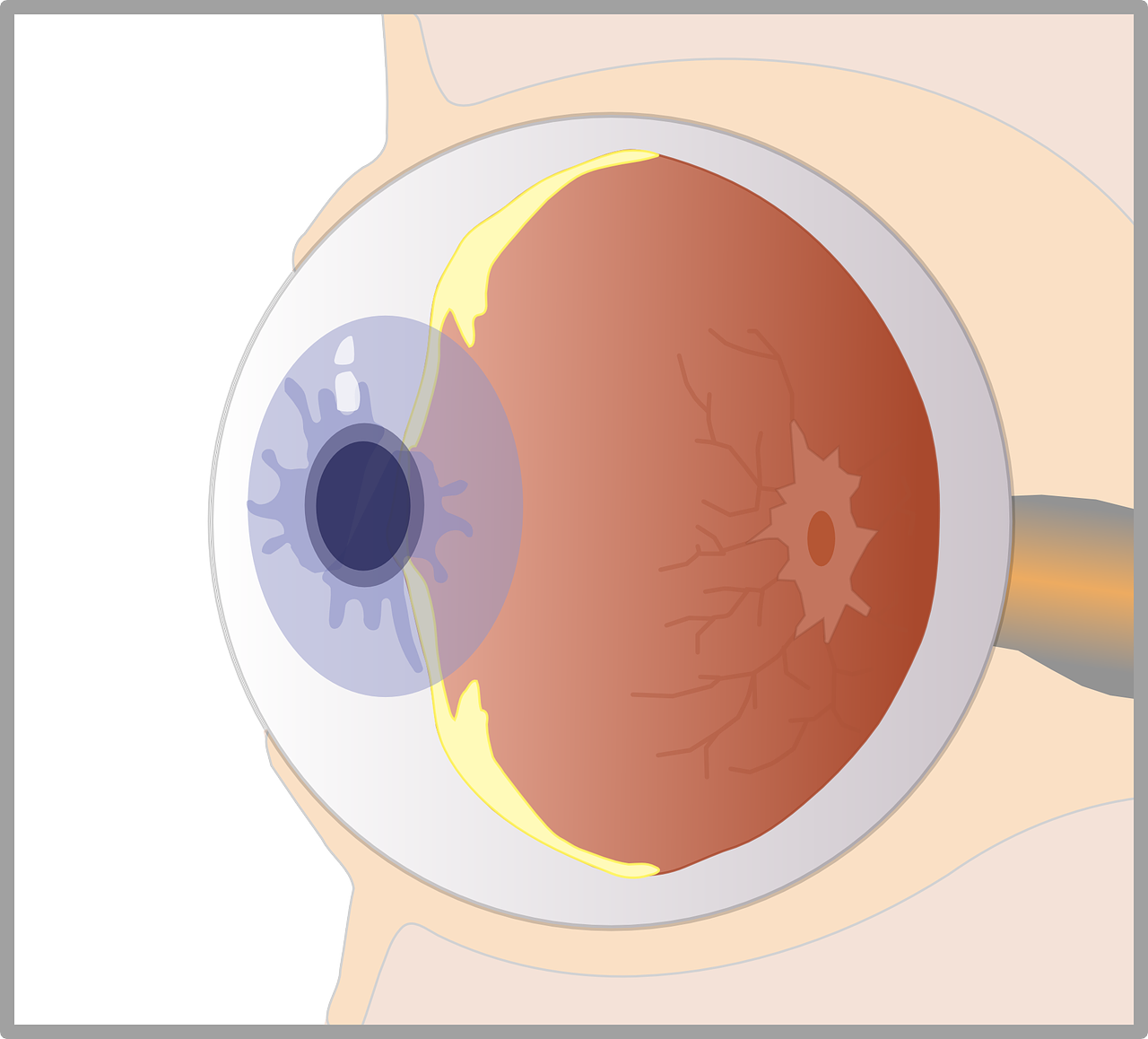 eye diagram biology free photo