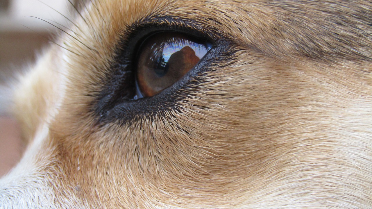 eye  dogeye  lolli free photo
