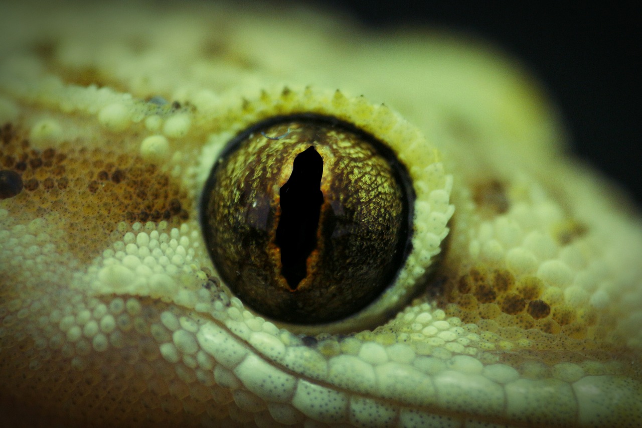 eye  lizard  angelfish free photo