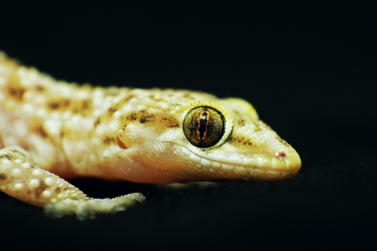 eye  lizard  angelfish free photo