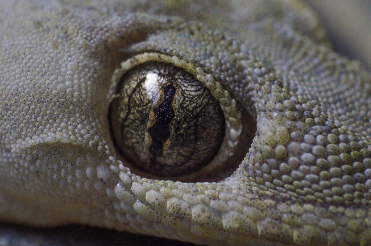 eye  lizard  animal free photo