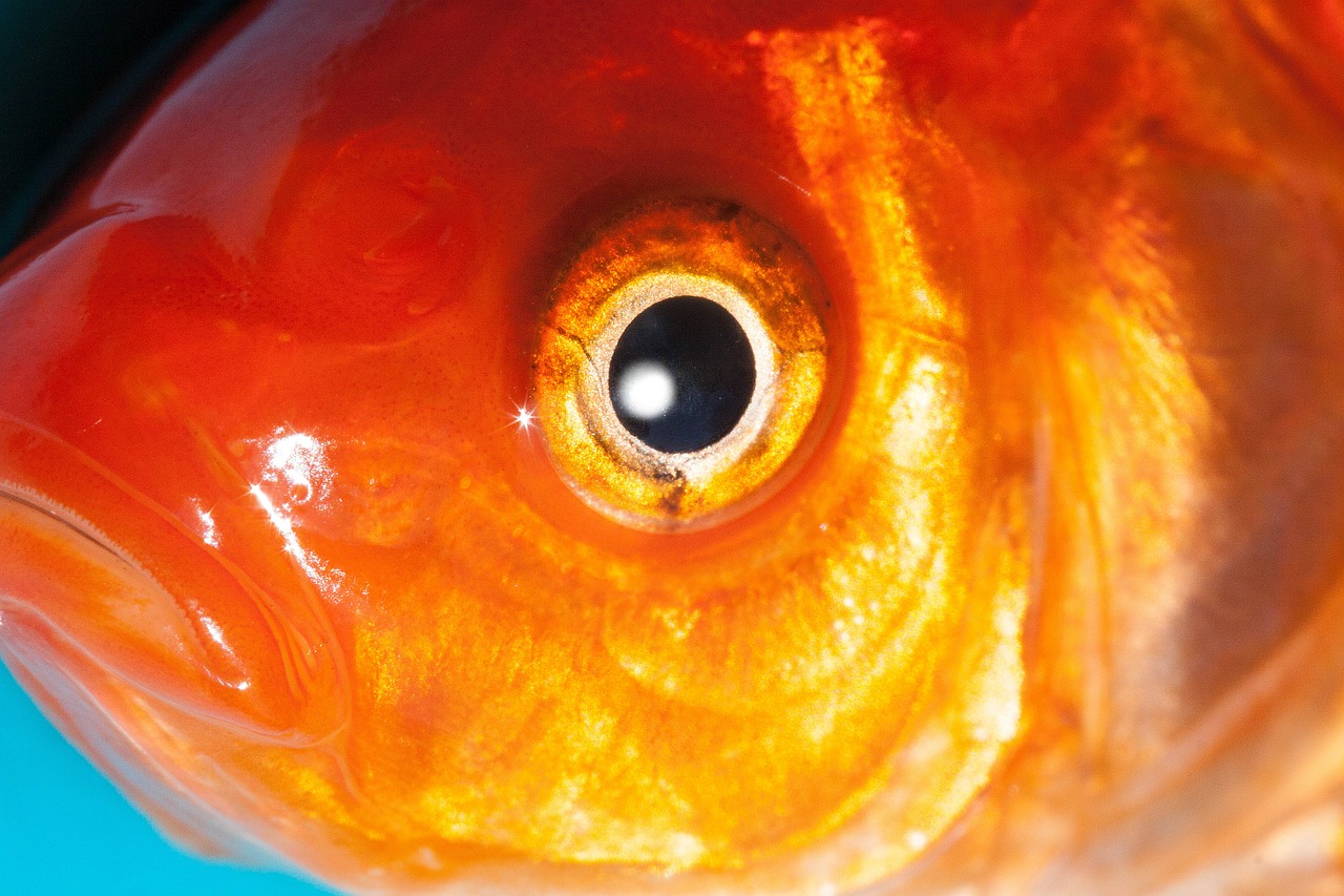eye goldfish freshwater fish free photo