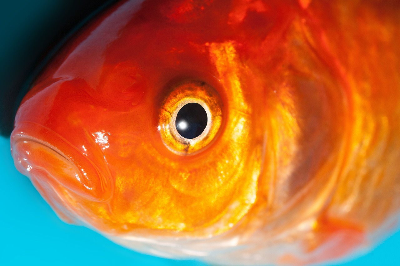 eye goldfish freshwater fish free photo