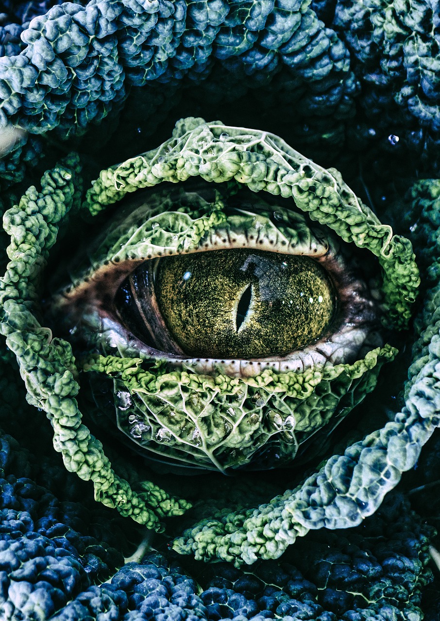 eye  plant  cabbage free photo