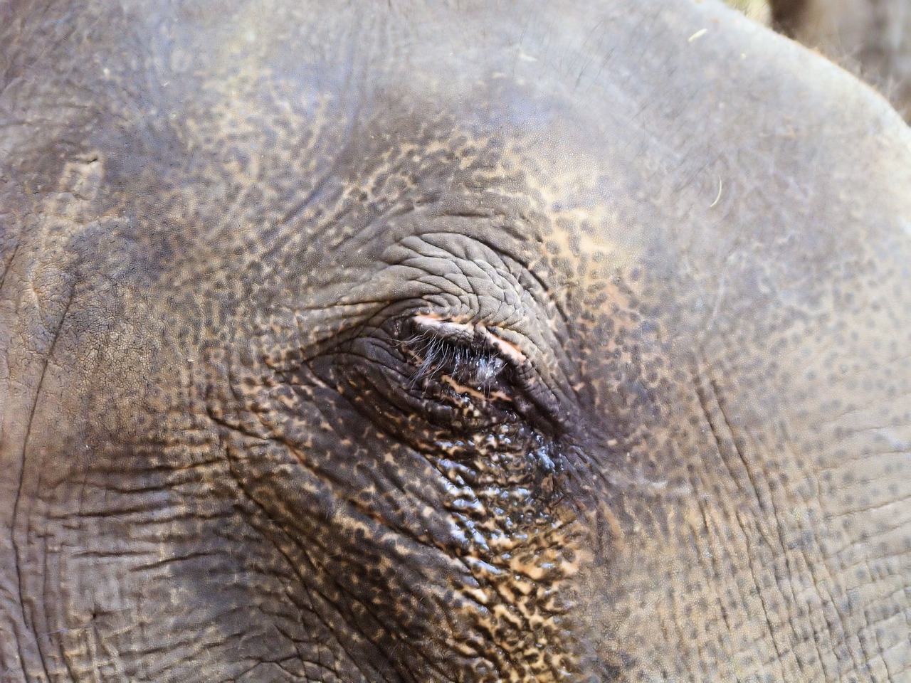 eye  elephant  wrinkles free photo