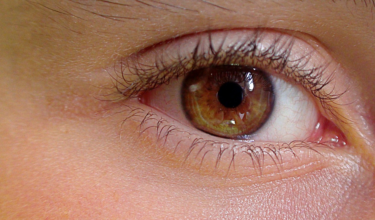 eye human eye the anatomy of a free photo