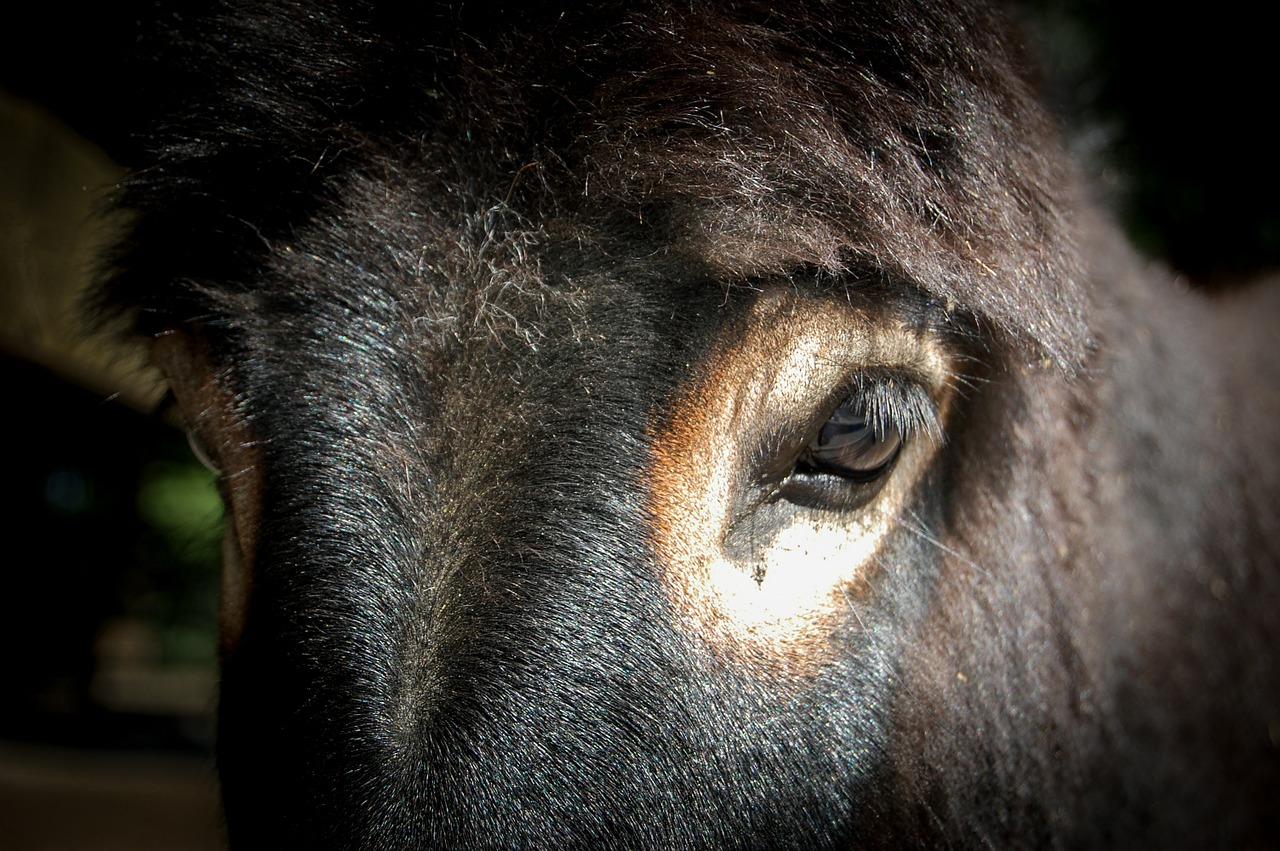 eye the horse animal free photo