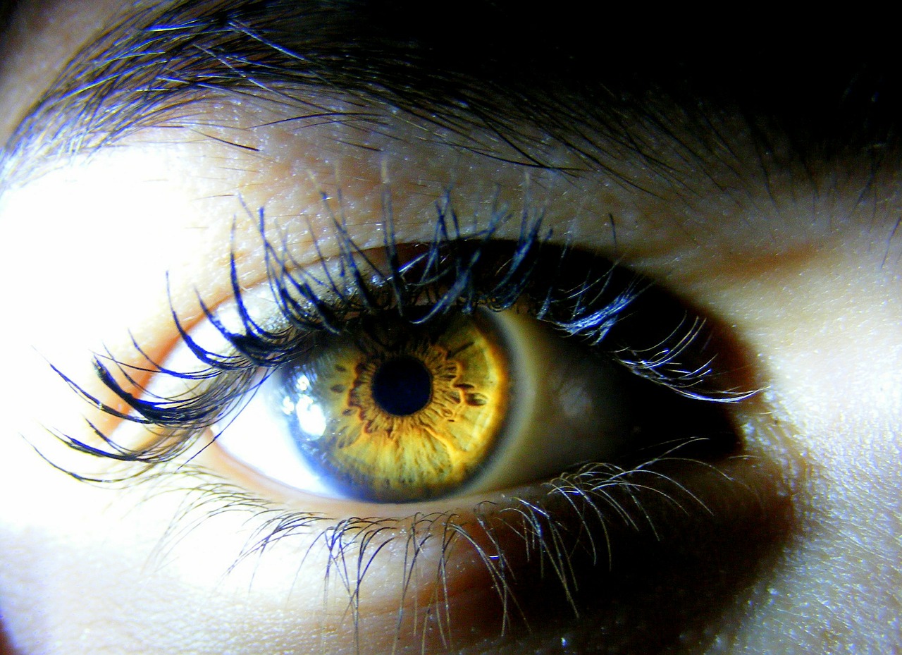 eye brown yellow free photo