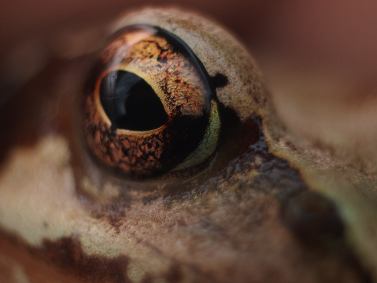 eye frog detail free photo