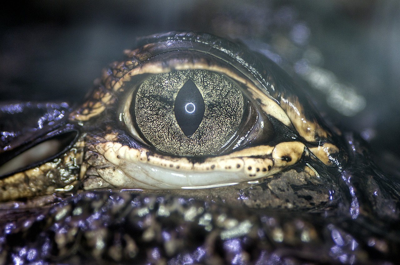 eye alligator south america free photo