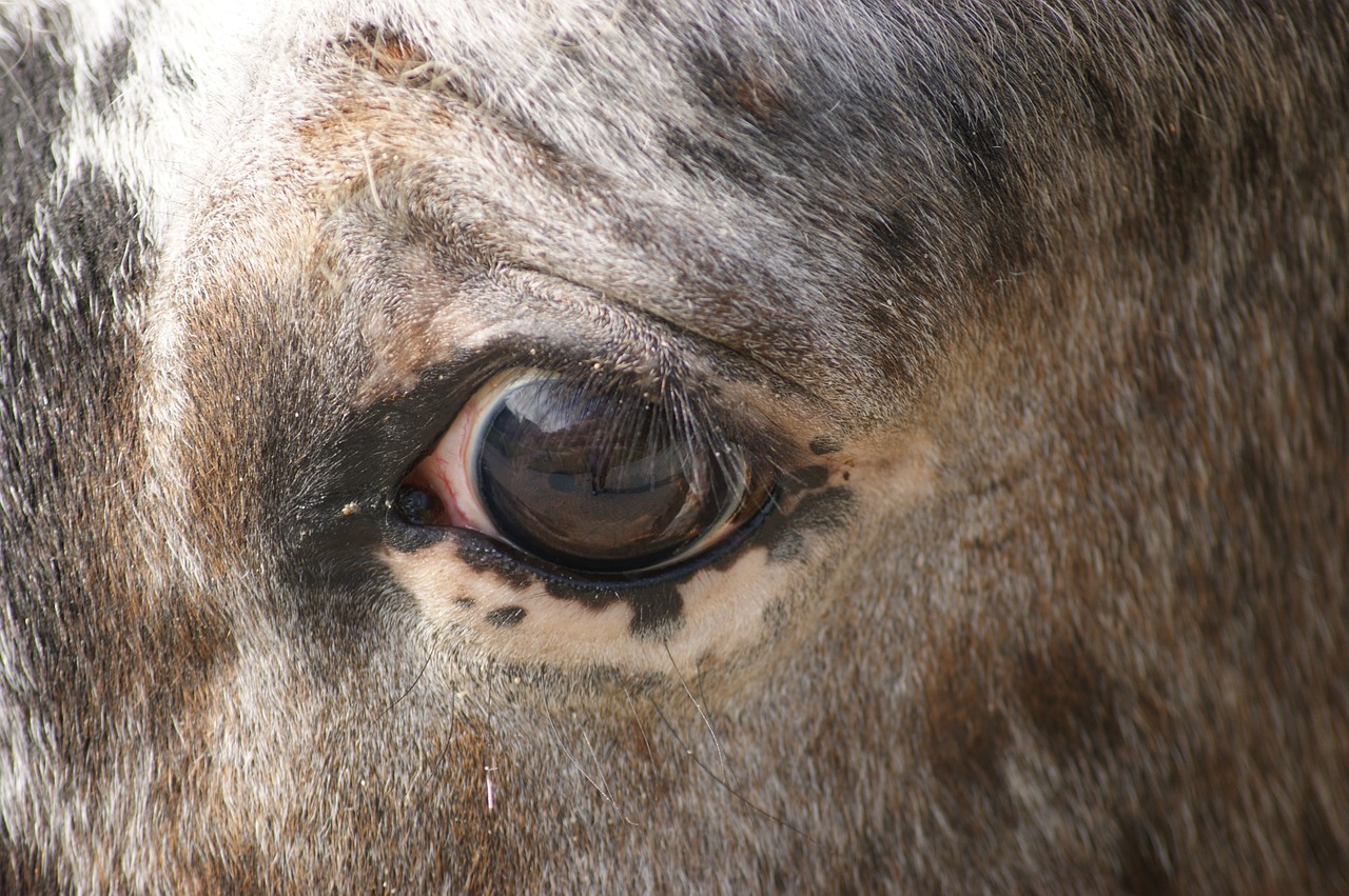 eye horse view free photo