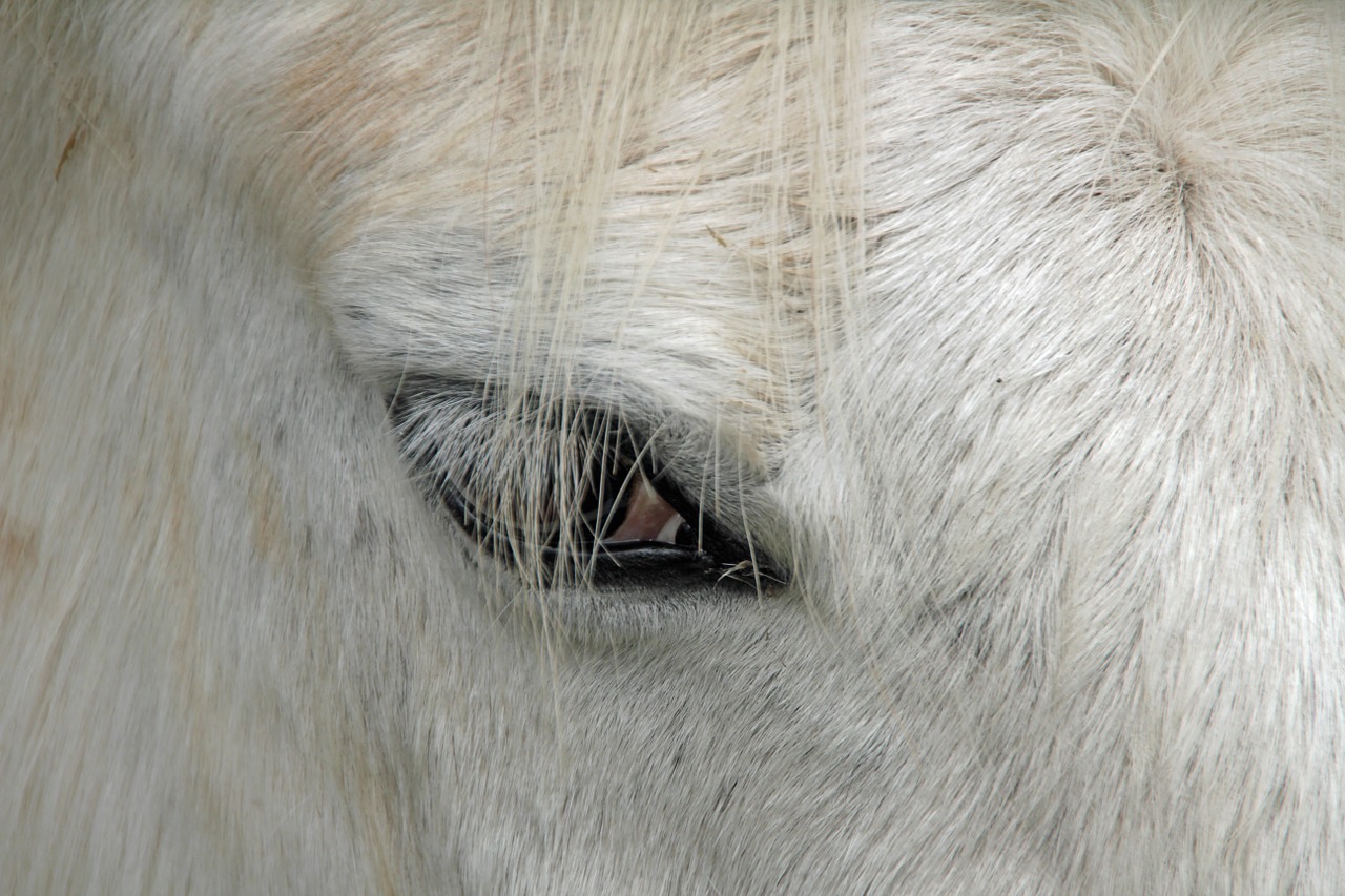 eye horse equestrian free photo