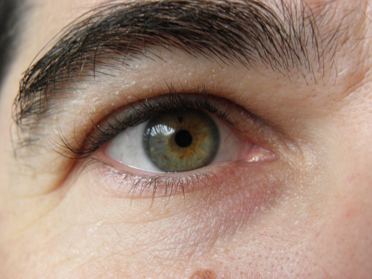 eye brown green free photo