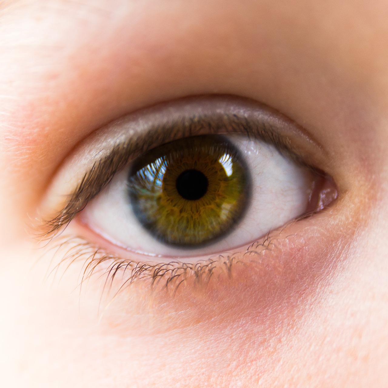 eye green brown free photo