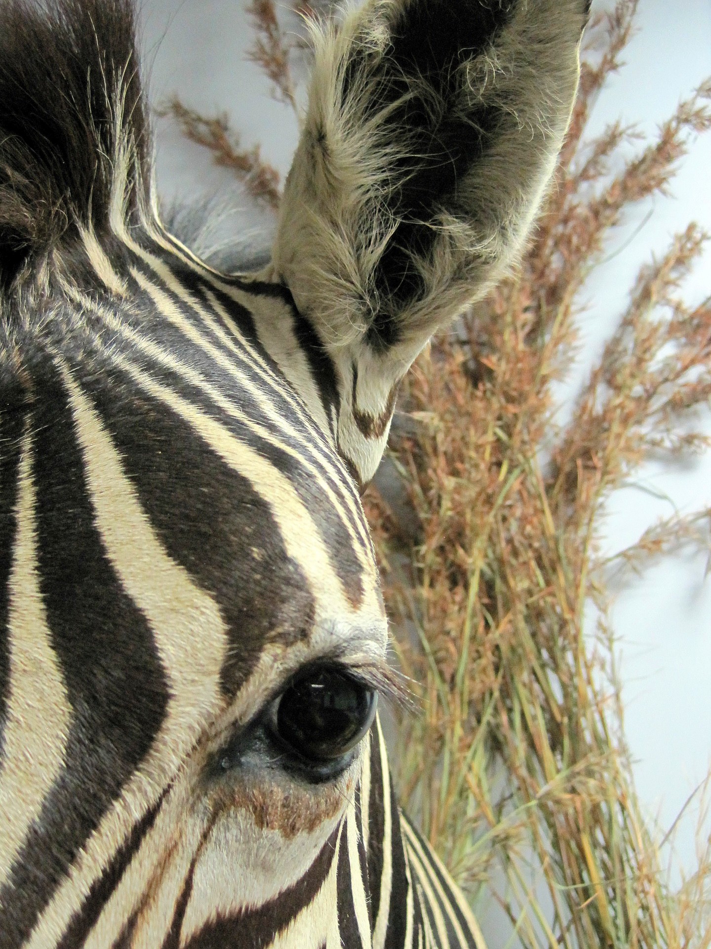 zebra head mounted free photo