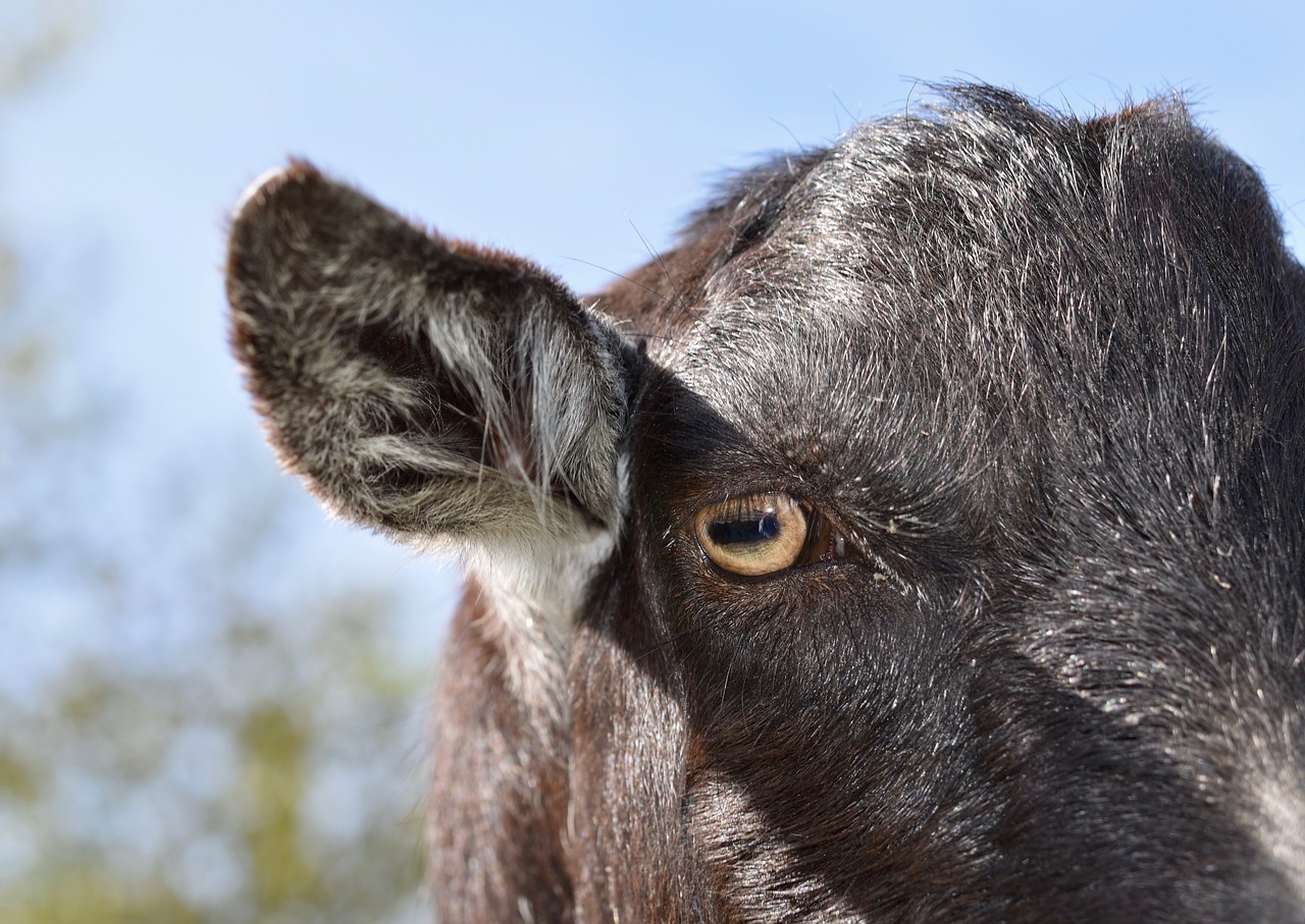 eye of the goat  ears  long goats free photo