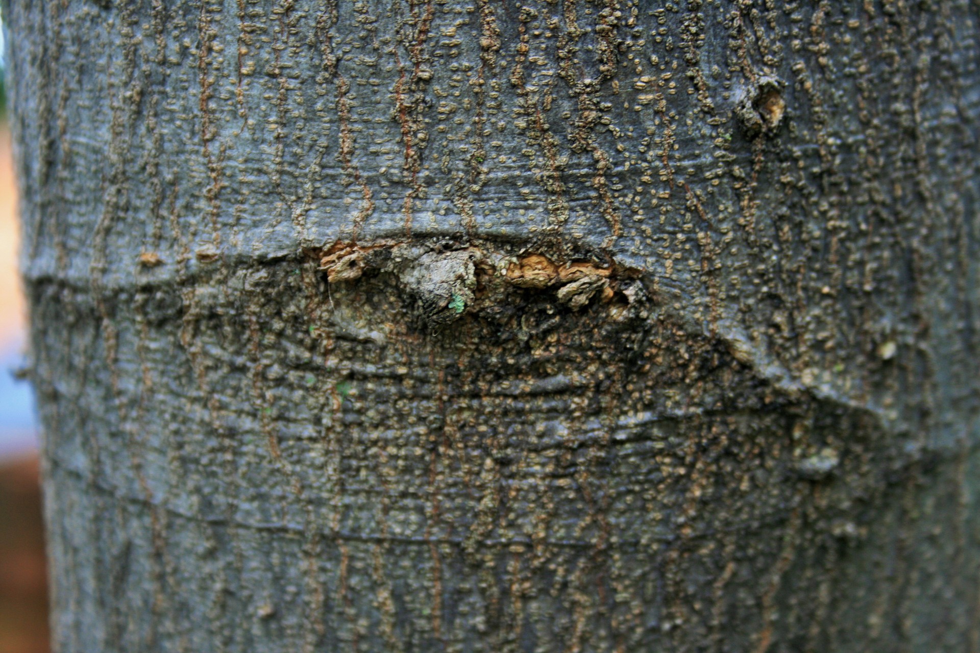 tree trunk bark free photo