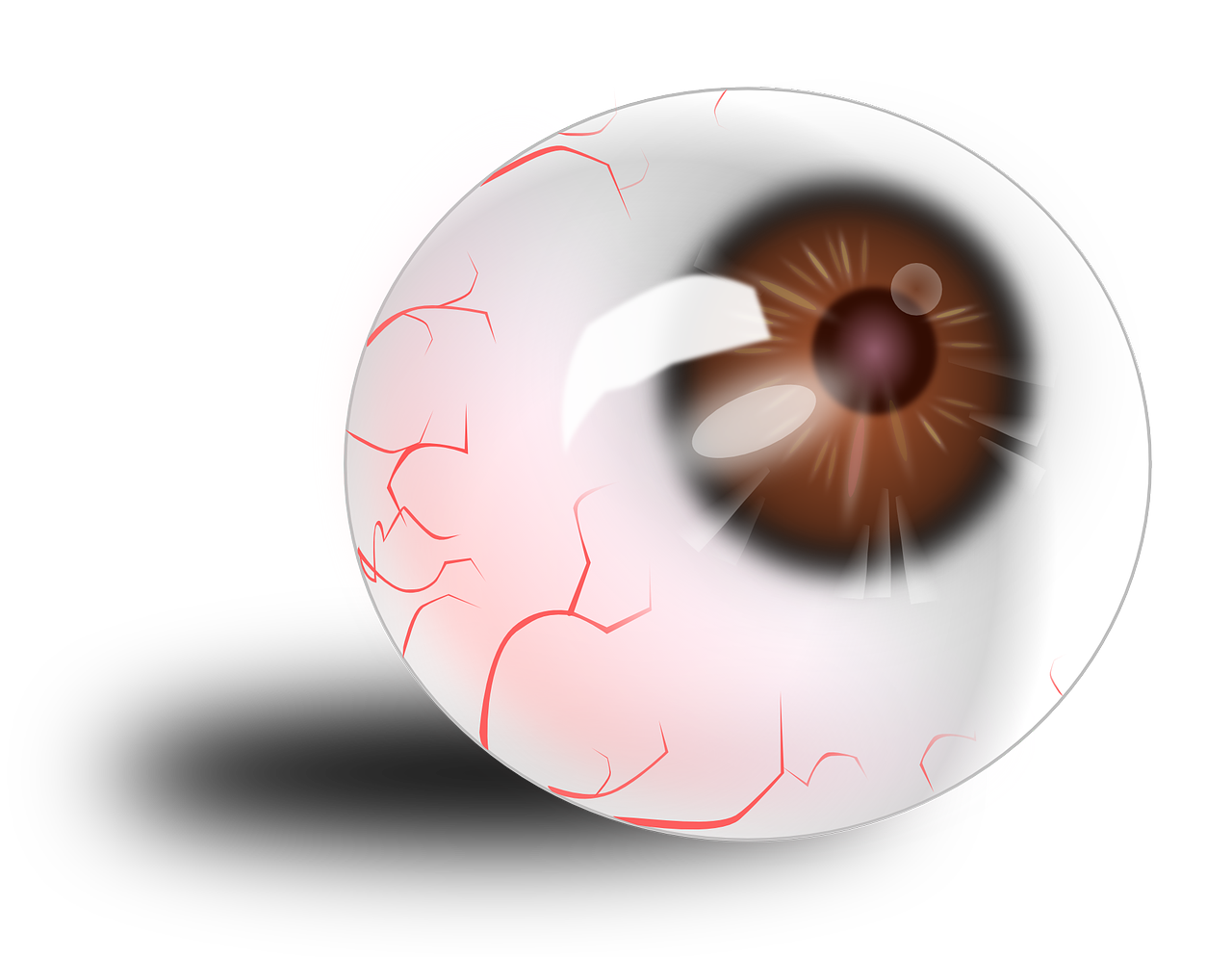 eyeball anatomy red free photo
