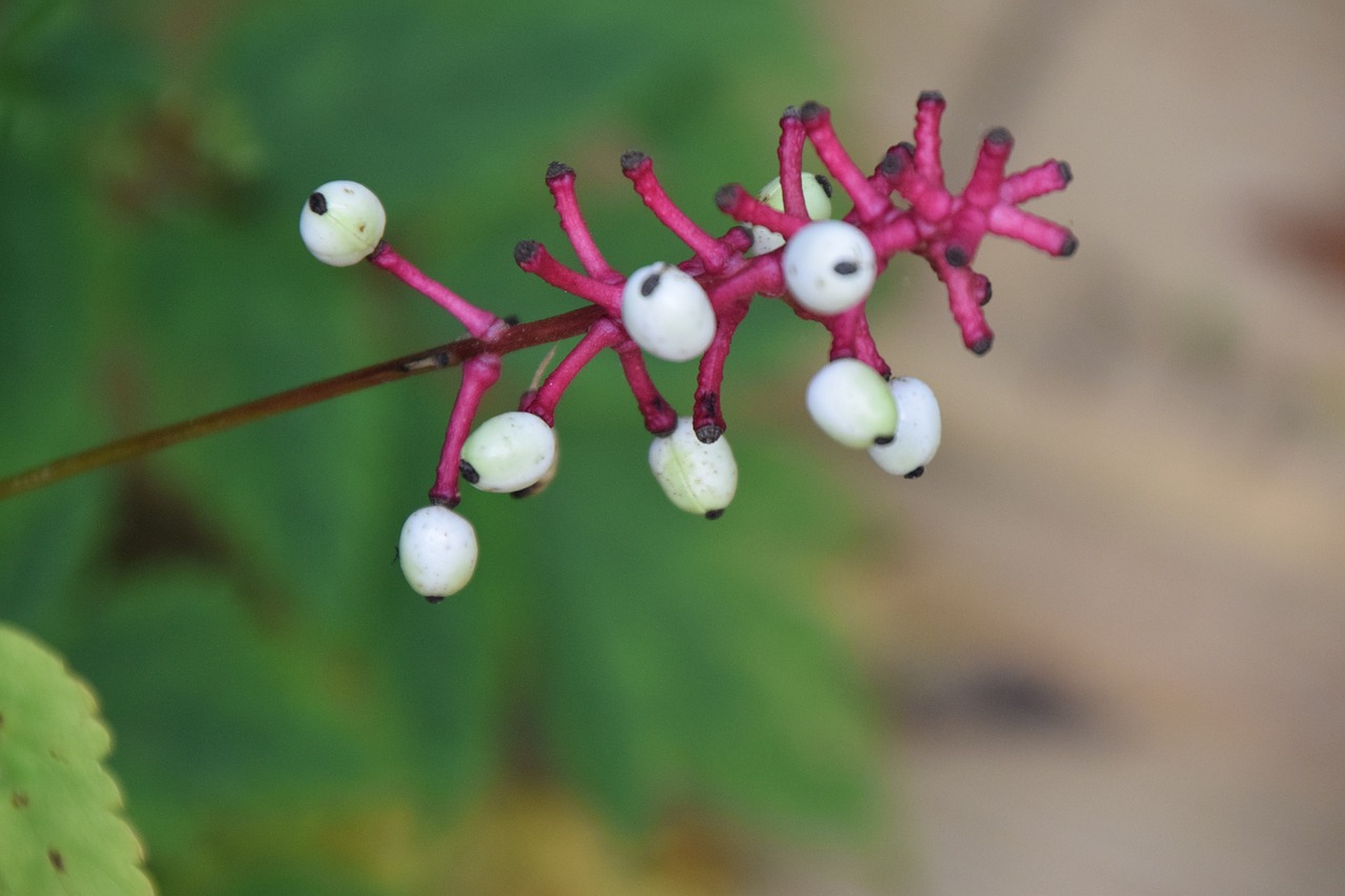 eyeball  flower  seeds free photo