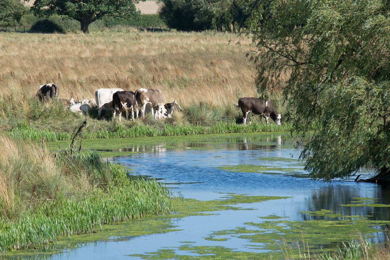 eyebrook reservoir cows free photo