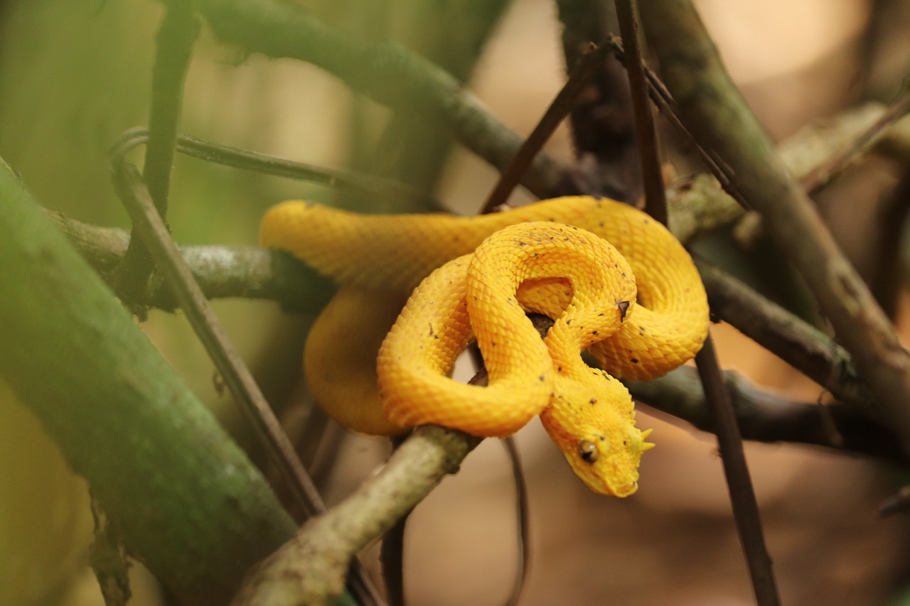 eyelash pit viper  venomous snake  costa rica free photo