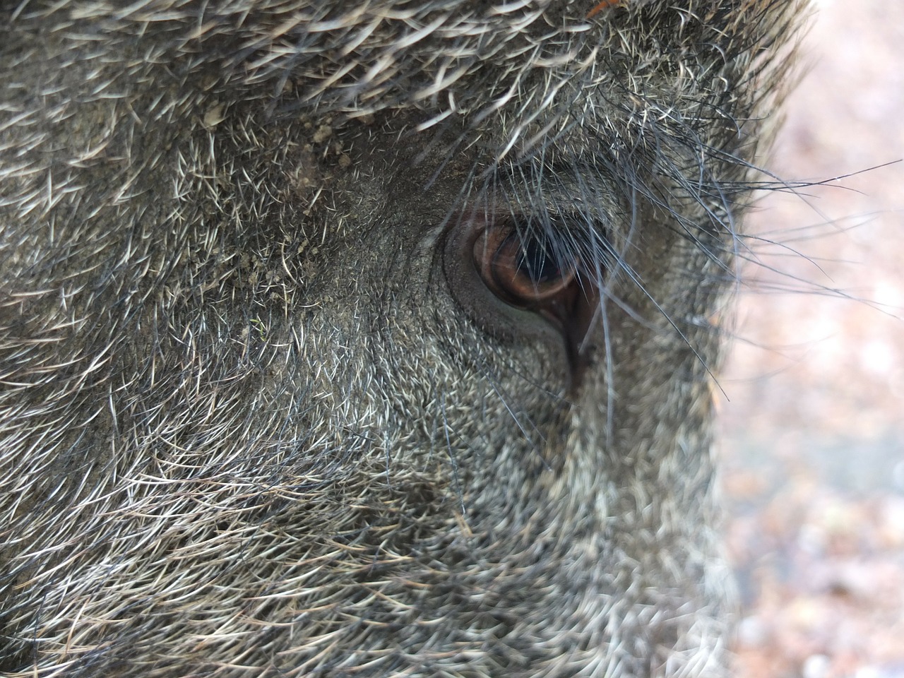eyelashes long boar free photo