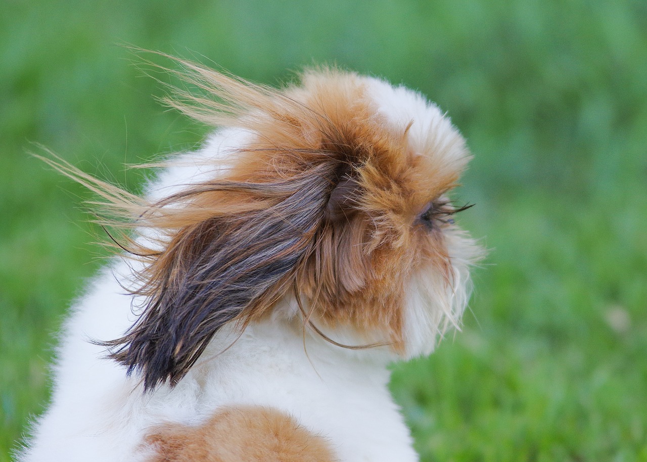 eyelashes dog puppy free photo